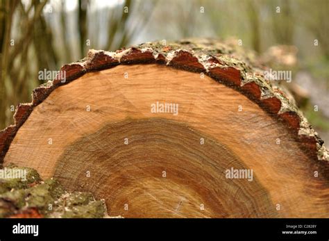 Fine tree rings of an oak's tree trunk. A nice bokeh at the back. The oak was cut previously. A ...