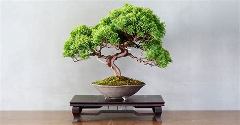 The Ancient History and Symbolic Meaning of the Bonsai Tree