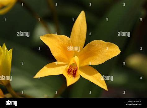 Cataleya hi-res stock photography and images - Alamy