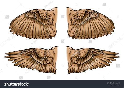 Vector Drawing Bird Wings Open Closed Stock Vector (Royalty Free) 236757361 | Shutterstock