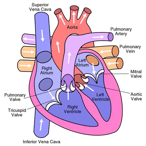 Show me a diagram of the human heart? Here are a bunch! - Interactive Biology, with Leslie Samuel