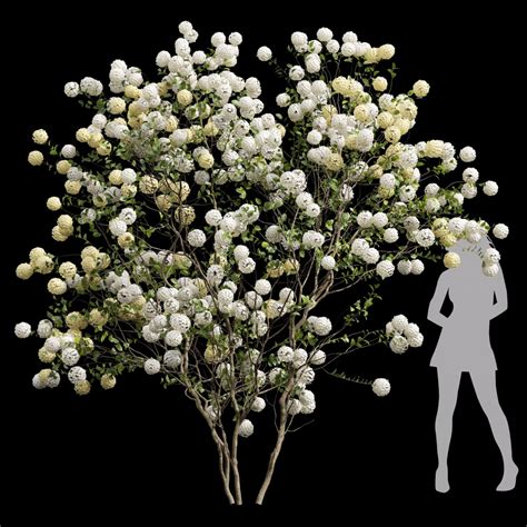 Viburnum Macrocephalum Bush Decorative001 - 3D Model for VRay, Corona