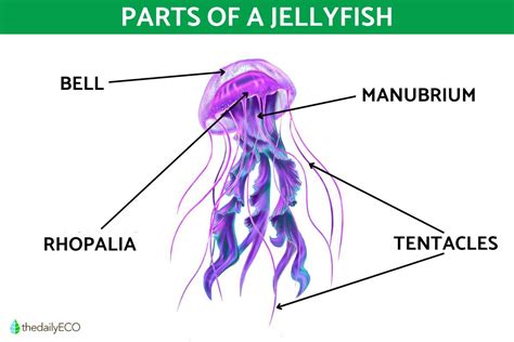 Jellyfish Anatomy - Parts of a Jellyfish and Their Functions