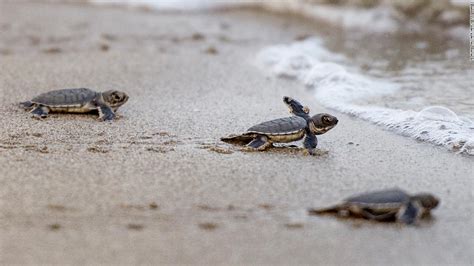 Baby Turtles Hatching