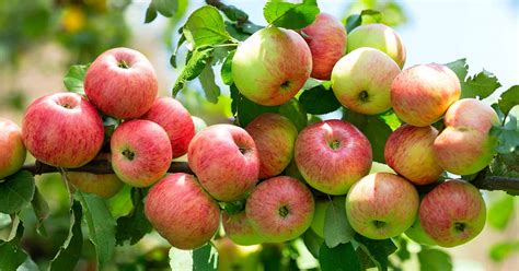 13 of the Best Dwarf Apple Tree Varieties | Gardener’s Path - ReportWire