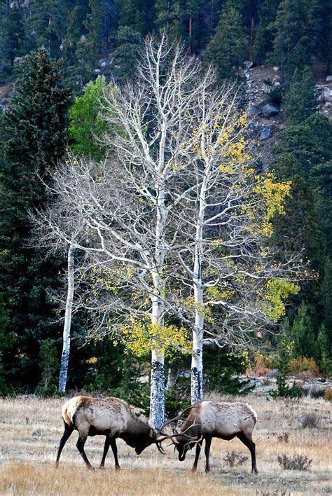 Bull Elk RMNP Colorado | Shutterbug