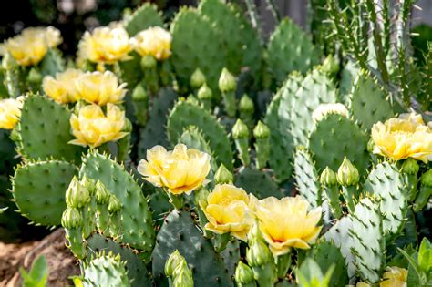 21 Best Cactus Plants to Grow in Your Garden