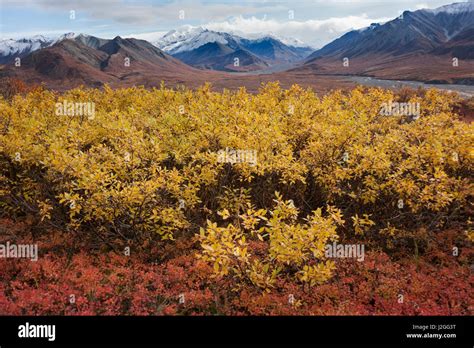 USA, Alaska, Fall Foliage Stock Photo - Alamy