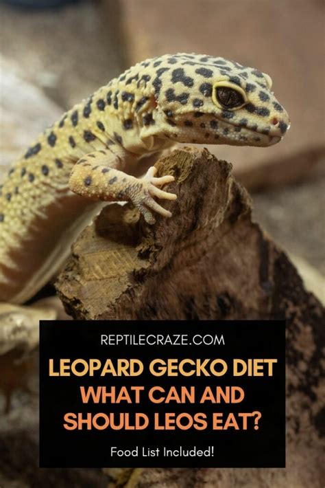 Leopard Gecko Diet - What Can Leopard Geckos Eat? - Reptile Craze