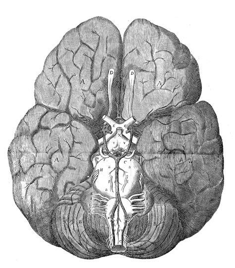 Anatomy - Museum of the History of Science : Museum of the History of Science