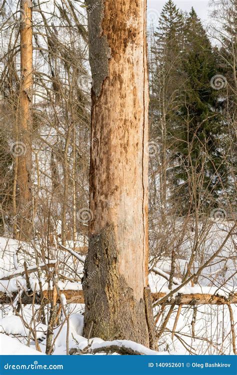 Damage on Tree after the European Spruce Bark Beetle Ips Typographus Stock Image - Image of ...