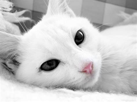 White Cat Wallpaper (73+ pictures) - WallpaperSet