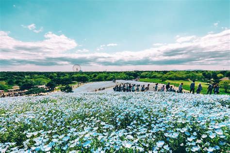 I Photographed This Incredible Park In Japan With 4.5 Million Blooming Baby Blue Eyes | Flower ...