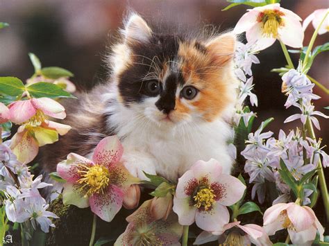 Kitten In Flower - Cats Wallpaper