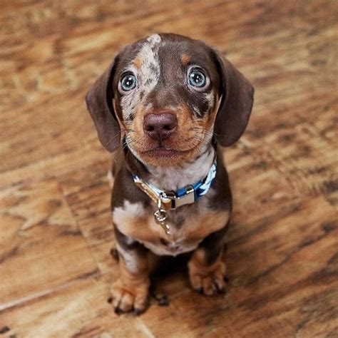 Pin by Spectral Cosmic on Animais | Dachshund puppies, Dapple dachshund ...