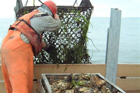 Oyster Farming And Aquaculture | MAGODA