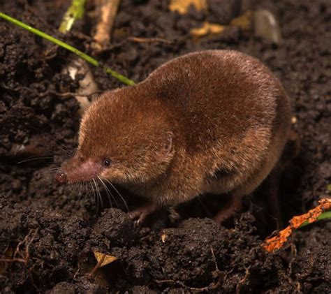 Have You Ever Seen A Vole Or Shrew In London? | Londonist