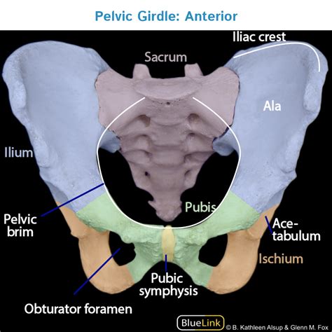 Labeled Diagram Of Pelvic Girdle