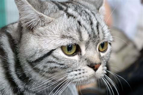 Tabby Cat Breeds Short Hair - Pets Lovers