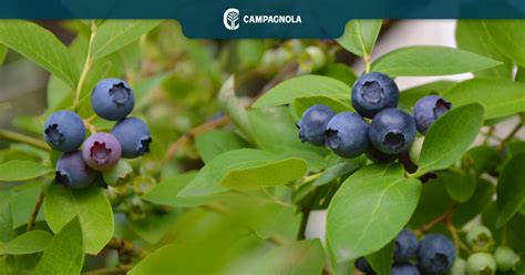 Mechanical blueberry harvesting: what advantages does it offer?