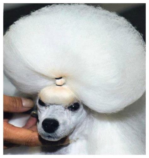 Dog Haircuts: Funny Dog Haircuts - BSB Funny Dog Hairstyles