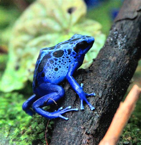 Blue Poison Dart Frog Facts and Pictures