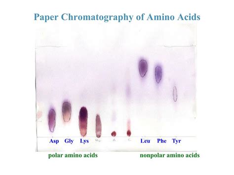 Amino Acid Chromatography