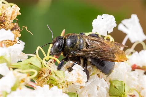 Types of Carpenter Bees [Boring Bee Solutions * Made in the USA ...