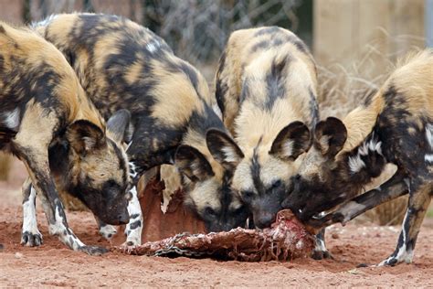 Painted-dogs-feeding-chester-zoo - The Family Holiday Guide