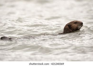 224 Sea Otter Eating A Clam Images, Stock Photos & Vectors | Shutterstock