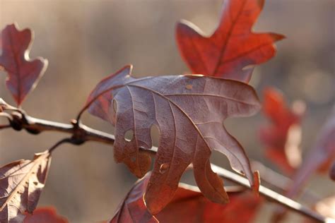 Fall white oak leaves 3 by greyrowan on DeviantArt