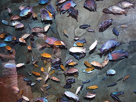 African Cichlids | Digital