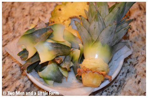 Two Men and a Little Farm: HOW TO PROPAGATE A PINEAPPLE