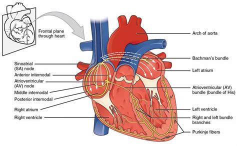 Sinoatrial block definition, causes, symptoms, diagnosis, treatment ...