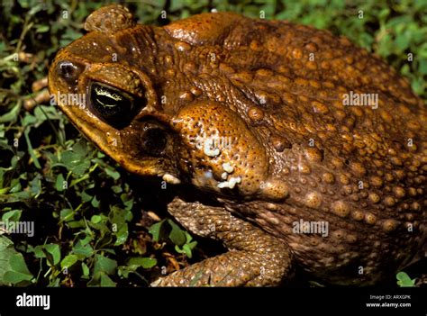 Cane toad poison hi-res stock photography and images - Alamy