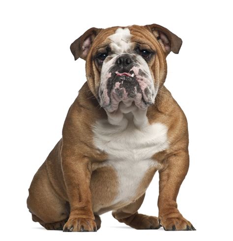 Bulldog Breeds List | The Smart Dog Guide