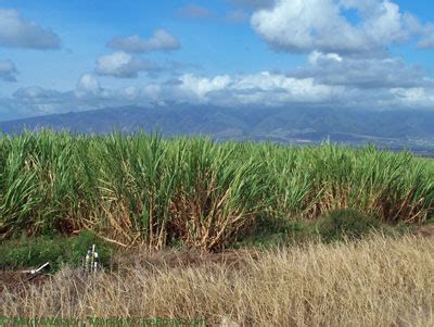 The Sun Finally Sets on Sugar Cane in Hawaii - U.S. Sugar