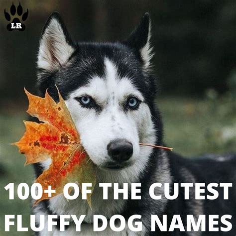 100+ of the Best Fluffy Dog Names | Labrottie.com | Dog names, Fluffy dogs, Boy dog names