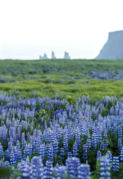 What You Need to Know About Lupine Flowers in Iceland