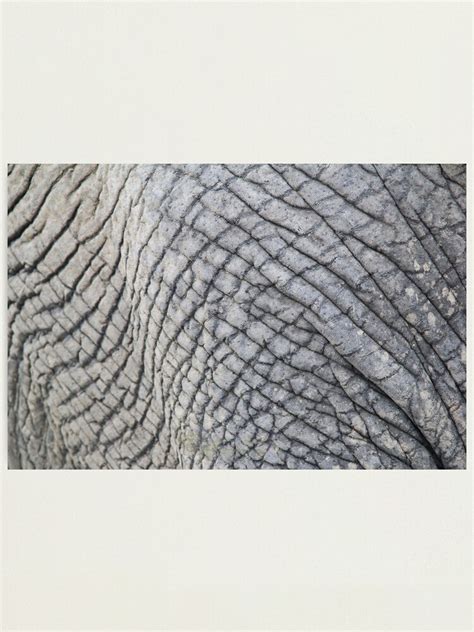 "Elephant Skin - Natural Patterns and Textures" Photographic Print for ...