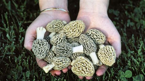 DNR Helps Michiganders Hunt Morel Mushrooms [Map] | WDET