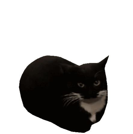 Maxwell Maxwellthecat Sticker - Maxwell Maxwellthecat Maxwell Cat - Discover & Share GIFs