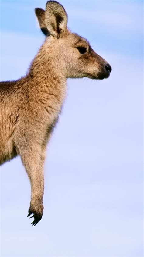 Baby Kangaroo Wallpaper - WallpaperSafari