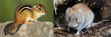 10 Types of Rodents in Florida! (w/Pics) - Bird Watching HQ