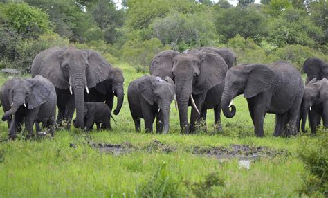 African Elephants - Herd | African Elephant | Vaughan Leiberum | Flickr