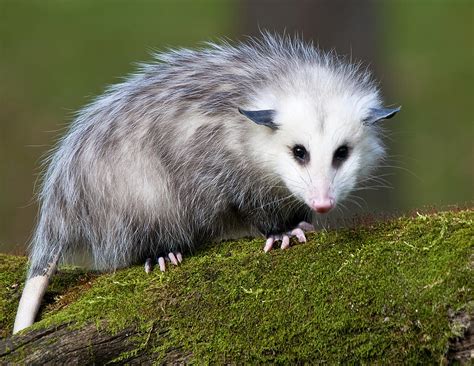 Opossum | Amazing Animal Interesting Facts & Photos | The Wildlife