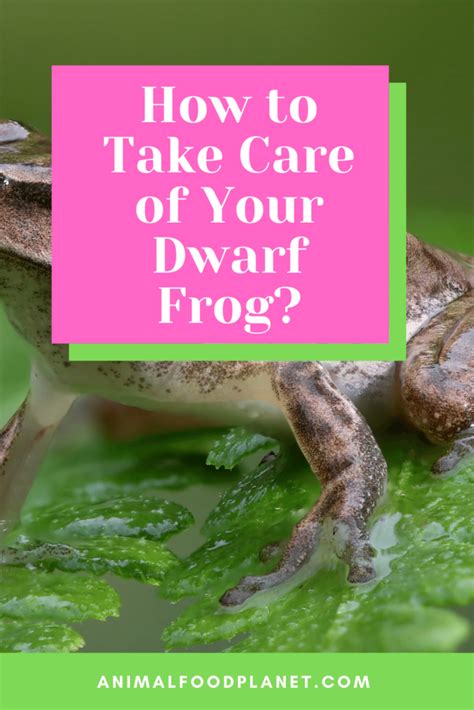 How To Care For African Dwarf Frogs – #1 Best Tips! – animalfoodplanet