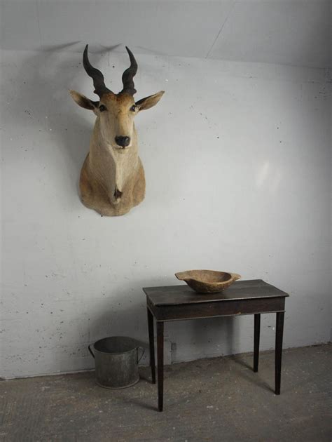 20th Century Large African Giant Eland Taxidermy Shoulder Mount Antlers