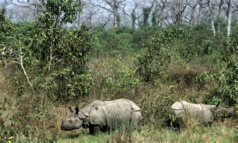 Greater One-Horned Rhino | Species | WWF