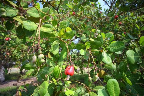 Cashew nuts — Stock Photo © wandee007 #5314093